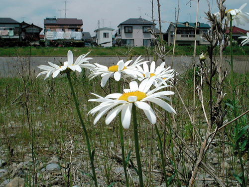 モクシュンギク