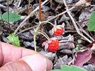 Wild Strowberry