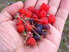 Strowberry / Raspberry / Gooseberry