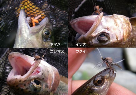 今回もストラーパーを釣り上げた