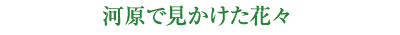 ͌ŌԁX