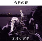 ZIIP_e