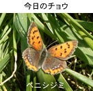 ベニシジミ
