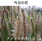 アメリカオオバコ