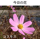 IInVMN(RXX)