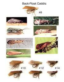 Caddis