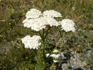 Common Yarrow