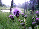 Canada Thistle