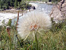 Yellow Salsify