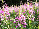 Common Fireweed