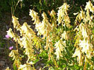 Yellow Hedysarum