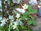 Wild Strowberry