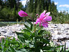 Mounten Fireweed