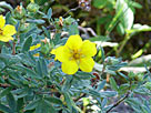 Shrubby Cinquefoil
