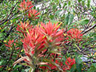 Indian Paintbrush