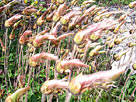 Yellow Dryad