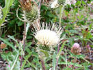 White Thistle