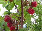 Raspberry ?