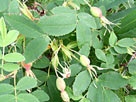 Wild Rose