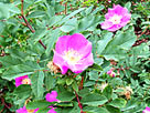 Wild Rose