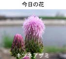 LclAU~