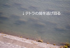 eg̊Ԃ𓦂