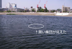 RC̍eʒɌ