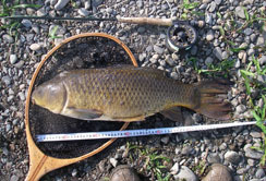 70cm̑ڂ̑^