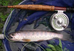 ɉŒނグ24cm