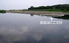 ŷŔ邪EE