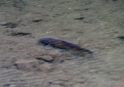 底ばかり見つめて水面は無視