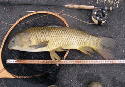 ƒނꂽRڂ65cm