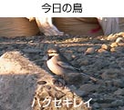 nNZLC