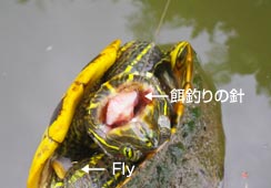 ̓||̊ԂD