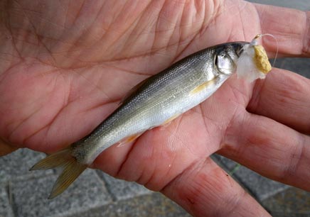こんな小魚がくっついてきた