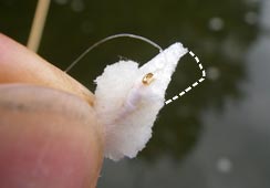 Ί݃MMɃtC𗎂Ƃ