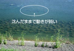 RC͑Sĉɒł