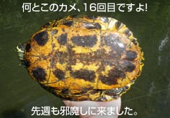 ŏ̃J16ڂ̏o