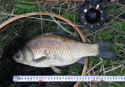 38cm̗hȃwui