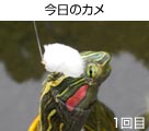 ̃J