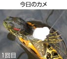 ̃J