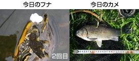 ̃J