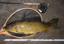 łՂ葾68cm