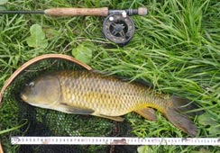mwʕnŒނꂽ56cm