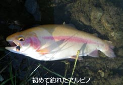 n߂ĒނグAsm