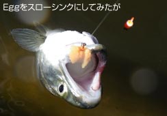 ŏ̓X[VN