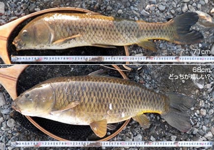 細い71cmと太い68cm。どちらが嬉しい?