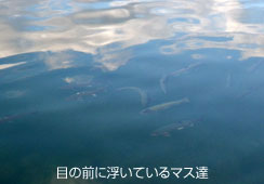 ۉ̌牌ƉオĂ