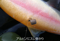 ۉ̌牌ƉオĂ