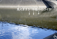 ̃RC̎pA܂H